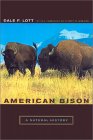 American Bison