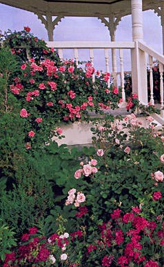 Antique Rose Emporium