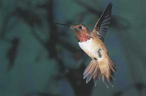 Rufous Hummingbird