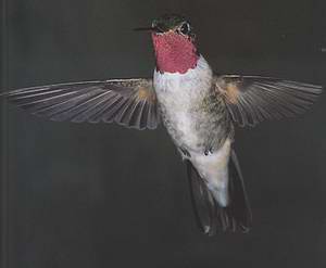 Broad Tailed Hummingbird