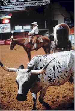 Fort Worth Stock Show