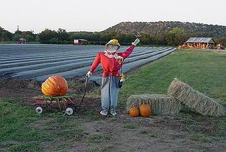 The pumpkin patch